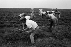 Magyarország, Monor, az Új Élet Tsz sárgarépaföldje, Csévről, Péteriből, Mendéről érkezett munkások., 1971, Péterffy István, sárgarépa, föld, munkás, kapa, Fortepan #142352