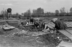 Magyarország, Pilis, Hunyadi TSz, üvegházban nevelt paprikapalánták kiültetése hollandi típusú melegágyakba., 1970, Péterffy István, mezőgazdaság, fejkendő, palánta, melegágy, Fortepan #142385