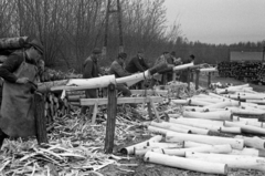 Magyarország, Mikebuda, a Nagykunsági Állami Erdőgazdaság fagyártmány üzeme., 1970, Péterffy István, farönk, faipar, hántolás, Fortepan #142391