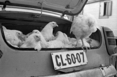 Hungary, Monor, piac, csirkeárusítás egy Moszkvics típusú személygépkocsi csomagtartójából., 1969, Péterffy István, poultry, number plate, Fortepan #142464