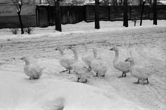 Hungary, 1969, Péterffy István, winter, snow, goose, Fortepan #142467