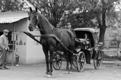 Magyarország, Hódmezővásárhely, Szabadság (Tanácsköztársaság) tér, piac, 1968, Péterffy István, ló, hintó, Fortepan #142499