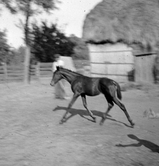 1938, Csontos Péter, ló, csikó, Fortepan #14284