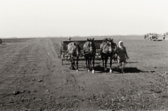 1936, Chuckyeager tumblr, agriculture, seeder, agricultural machine, Fortepan #142857