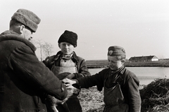 1936, Chuckyeager tumblr, farm, pig, youth military organisation, Fortepan #142859