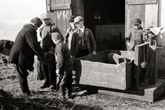 1936, Chuckyeager tumblr, pig, scale, weigh, Fortepan #142861