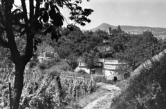 Hungary,Lake Balaton, Badacsonytomaj, Római úti telkekhez vezető szolgalmi út., 1954, Chuckyeager tumblr, picture, mountain, vine, Fortepan #142945