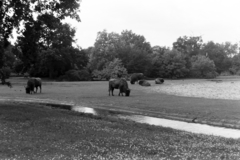 Németország, Berlin, Kelet-Berlin, Am Tierpark 125., Berlini Állatpark (Tierpark Berlin)., 1974, Chuckyeager tumblr, NDK, Kelet-Berlin, állatkert, Fortepan #143620