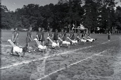 Magyarország,Szentendrei-sziget, Tahitótfalu, a Budapesten működő német birodalmi iskola sportrendezvénye a Pokol csárda melletti sportpályán., 1939, Sattler Katalin, sportpálya, lányok, sport mez, sport, Fortepan #146172