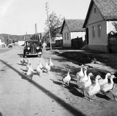 1941, Négyesi Pál, village, poultry, automobile, Fortepan #14776