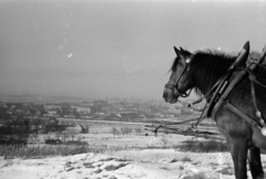 Magyarország, Sopron, kilátás a város felé a Citadella utca környékéről., 1958, Fortepan/Album027, ló, sonka, Fortepan #149030