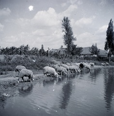 1942, Tóth Árpád, sheep, herd, corn, drinking, Fortepan #149377