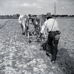 1942, Tóth Árpád, tillage, barefoot, hackery, Fortepan #149381