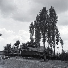 1942, Tóth Árpád, fir trees, farm, Fortepan #149382