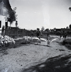 1942, Tóth Árpád, poultry, goose, shepherd, Fortepan #149383