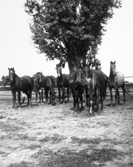 1939, Saly Noémi, ménes, Fortepan #14943