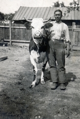 1931, Barna Imre, cattle, Fortepan #150133