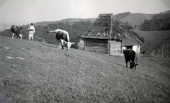 Románia,Erdély, Magyarlápos, 1940, Varga Csaba dr., szarvasmarha, Fortepan #151004