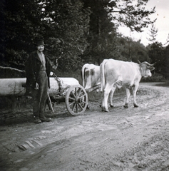 Románia,Erdély, Ojtozi-szoros, 1943, Gali, ökörfogat, Fortepan #151580