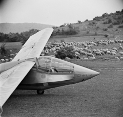 Hungary, Hármashatárhegy Airport, Budapest II., R-26 Góbé vitorlázó repülőgép., 1968, MHSZ, transport, Hungarian brand, airplane, sheep, airport, Budapest, Fortepan #15363