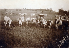 1913, Glatz Ödön, cattle, agriculture, Fortepan #156508