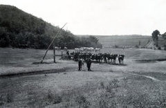 1929, Boda Balázs, katonaság, szarvasmarha, ló, gémeskút, Fortepan #160305