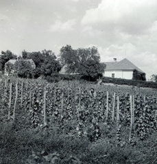 Magyarország,Balaton, Paloznak, Venyige utca, kúria és vincellérház, később Boda-Ponori Thewrewk nyaraló., 1938, Boda Balázs, szőlőtőke, Fortepan #160446