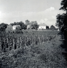 Magyarország,Balaton, Paloznak, Venyige utca, kúria és vincellérház, később Boda-Ponori Thewrewk nyaraló., 1938, Boda Balázs, szőlőtőke, Fortepan #160499