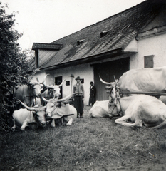 1939, Boda Balázs, pihenés, szarvasmarha, Fortepan #160629