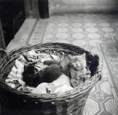 1940, Boda Balázs, cat, Fortepan #160650