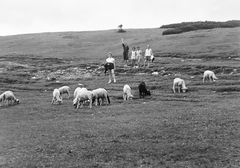 1958, Szent-tamási Mihály, excursion, herd, companionship, odd one out, Fortepan #16089