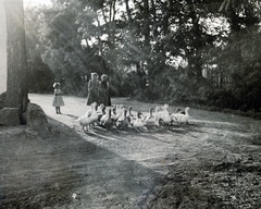 1936, Zsembery Bendegúz, Fortepan #160905