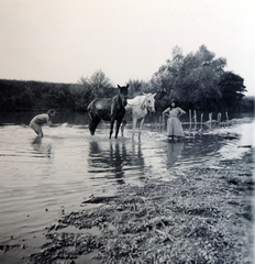 1936, Zsembery Bendegúz, vízpart, itatás, ló, Fortepan #160909