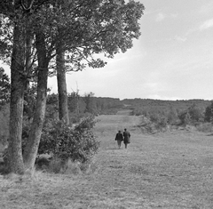 1958, Kotnyek Antal, landscape, Fortepan #16211