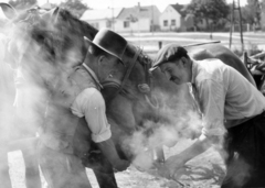 Magyarország, Nagykanizsa, lópatkolás egy a város határában levő kovácsműhelyben., 1955, Buvári Ágnes, dr. Buvári András, lópatkolás, Fortepan #162145