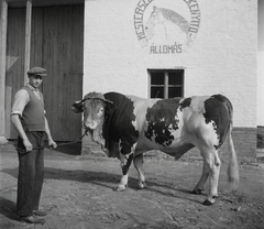 Magyarország, Mesterséges megtermékenyítő állomás., 1955, Kotnyek Antal, szarvasmarha, bika, Fortepan #16260