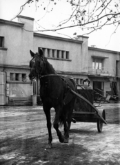 Magyarország, Budapest VIII., Kerepesi úti Ügetőpálya, a felvétel az istállók előtt készült., 1983, Kopátsy Sándor, Budapest, ló, ügető verseny, Fortepan #163422