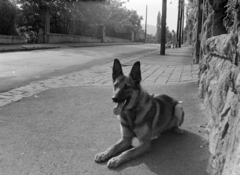 Hungary, Budapest II., Trombitás utca 21. előtt , a Lorántffy Zsuzsanna utca felé nézve., 1958, Kurutz Márton, dog, street view, German shepherd, Budapest, Fortepan #16343