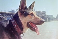 Hungary, Budapest I., Bem rakpart, háttérben a Kossuth híd., 1956, Kurutz Márton, Kossuth-bridge, colorful, dog, German shepherd, Budapest, Fortepan #16349