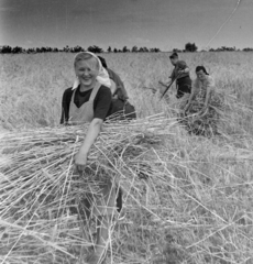 Magyarország, Porcsalma, kézi kaszás aratásban segítő rendőrök, a kalászokat marokszedő nők gyűjtik., 1951, Magyar Rendőr, mezőgazdaság, vidámság, aratás, Fortepan #16677