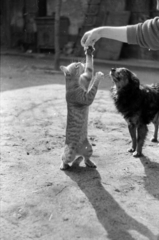 1956, Lőrinczi Ákos, dog, cat, Fortepan #170540