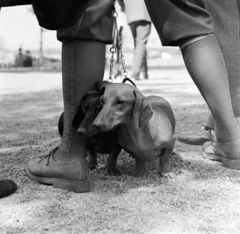 1973, Péterffy István, dog, Dachshund, Fortepan #170692