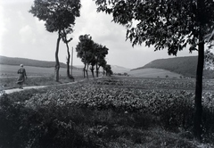 Hungary, Budapest II.,Nagykovácsi, mezei út a főváros és a nagyközség határán., 1936, Sütő János, Fortepan #171644