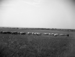 Magyarország, Enying, Alsótekeres-puszta, ekkor az önálló Balatonbozsok község része, ma mindkettő a város része., 1938, Ormos Imre Alapítvány, Ormos Imre, szarvasmarha, csorda, Fortepan #173104