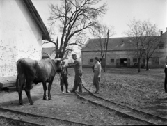 Magyarország, Enying, Alsótekeres-puszta, ekkor az önálló Balatonbozsok község része, ma mindkettő a város része. Schrikker uradalom., 1938, Ormos Imre Alapítvány, Ormos Imre, szürkemarha, szarvasmarha, Fortepan #173106