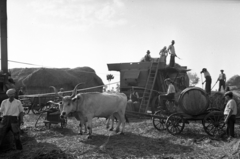 Magyarország, Enying, Alsótekeres-puszta, ekkor az önálló Balatonbozsok község része, ma mindkettő a város része. Schrikker uradalom, cséplés., 1938, Ormos Imre Alapítvány, Ormos Imre, hordó, lajtoskocsi, szürkemarha, cséplőgép, aratás, szarvasmarha, cséplés, ökörfogat, Fortepan #173110