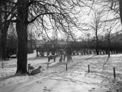 Magyarország, Enying, Alsótekeres-puszta, ekkor az önálló Balatonbozsok község része, ma mindkettő a város része. Schrikker uradalom., 1938, Ormos Imre Alapítvány, Ormos Imre, hó, kutya, kuvasz, udvar, Fortepan #173113