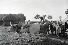 Magyarország, Enying, Alsótekeres-puszta, ekkor az önálló Balatonbozsok község része, ma mindkettő a város része. Schrikker uradalom, betakaritás., 1938, Ormos Imre Alapítvány, Ormos Imre, szarvasmarha, nyár, aratás, ökörfogat, nádtető, szürkemarha, zsák, cséplés, Fortepan #173152