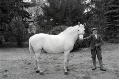 Magyarország, Enying, Alsótekeres-puszta, ekkor az önálló Balatonbozsok község része, ma mindkettő a város része., 1938, Ormos Imre Alapítvány, Ormos Imre, büszkeség, ló, Fortepan #173157