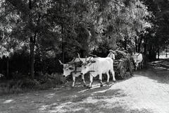 Magyarország, Enying, Alsótekeres-puszta, ekkor az önálló Balatonbozsok község része, ma mindkettő a város része., 1938, Ormos Imre Alapítvány, Ormos Imre, ökörfogat, szarvasmarha, szürkemarha, szekér, Fortepan #173167